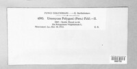 Uromyces polygoni-avicularis image
